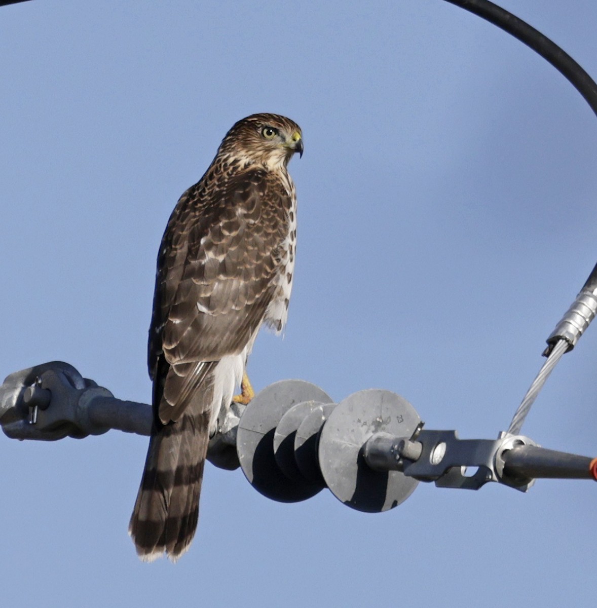 Cooper's Hawk - ML643004672