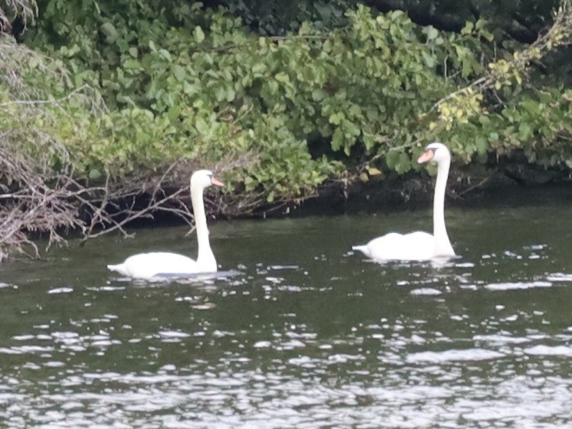 Mute Swan - ML643004679