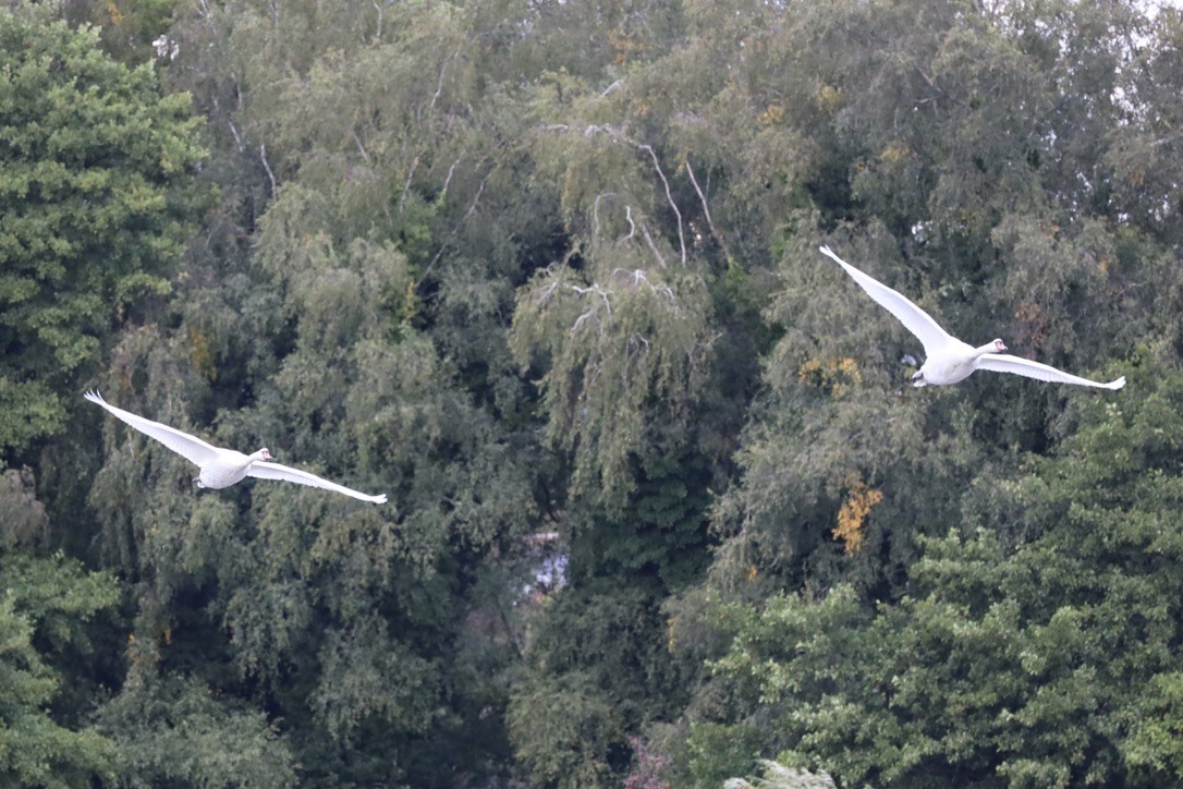 Mute Swan - ML643004682