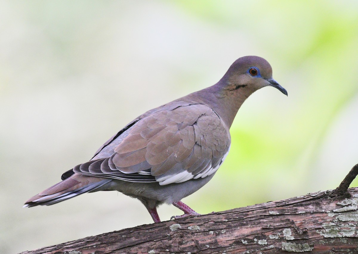 White-winged Dove - ML643004696