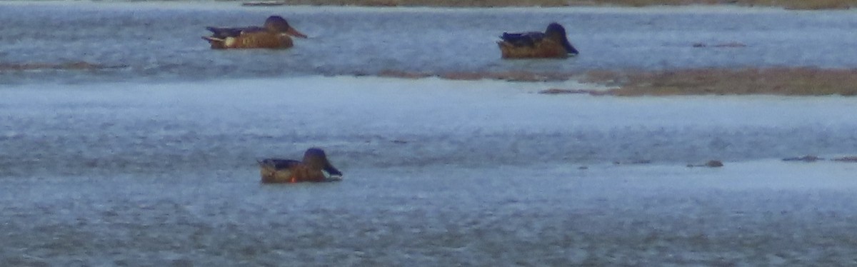 Northern Shoveler - ML643004702