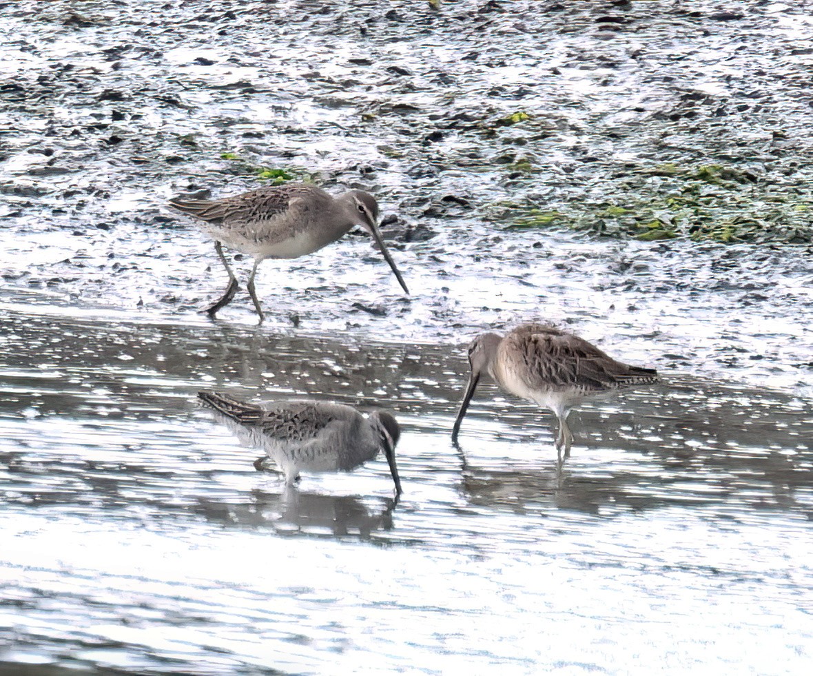 Short-billed Dowitcher - ML643004709