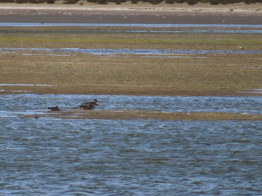Northern Shoveler - ML643004710