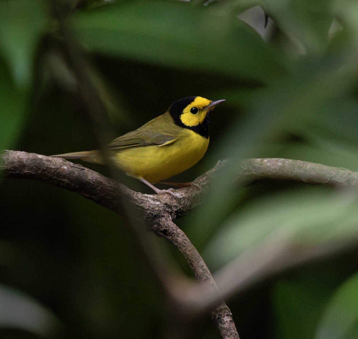 Hooded Warbler - ML643004720