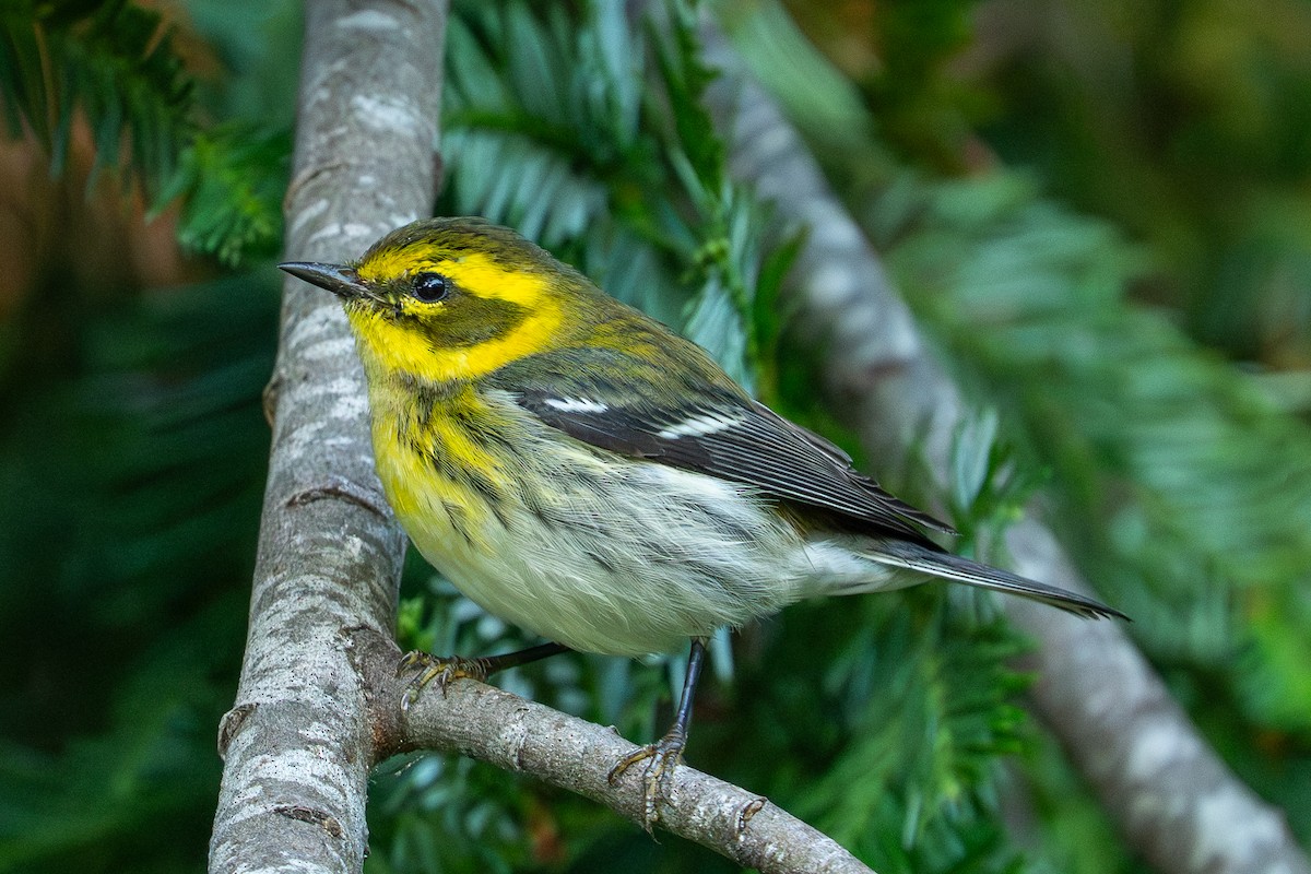 Townsend's Warbler - ML643004725