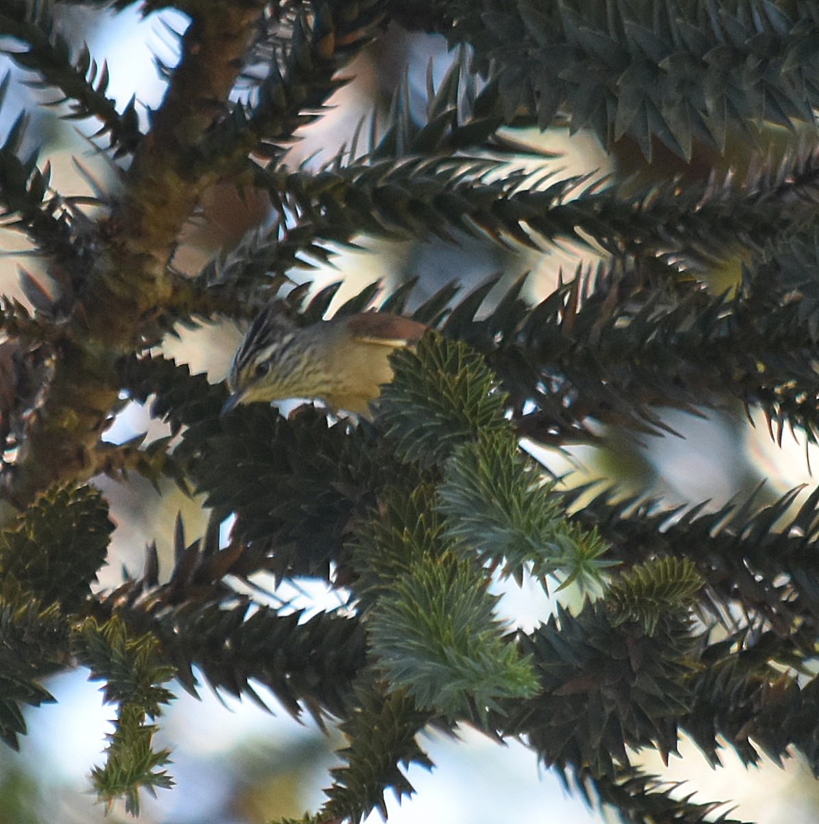 Araucaria Tit-Spinetail - ML643004727