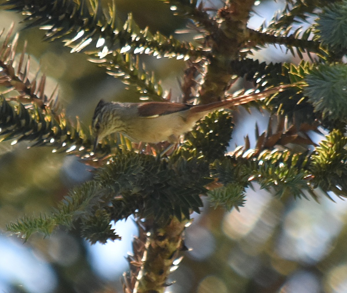 Araucaria Tit-Spinetail - ML643004728