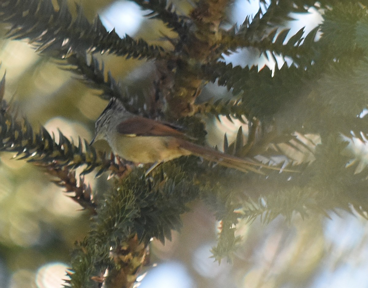 Araucaria Tit-Spinetail - ML643004730
