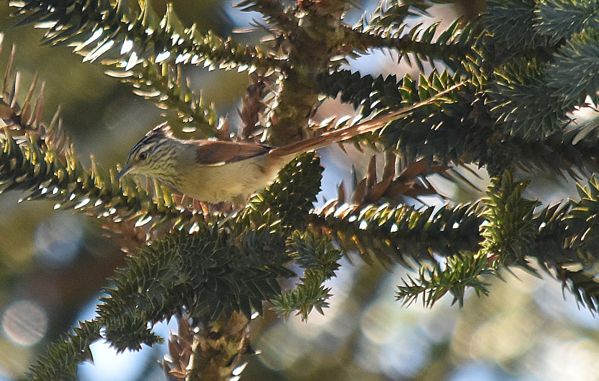 Araucaria Tit-Spinetail - ML643004732