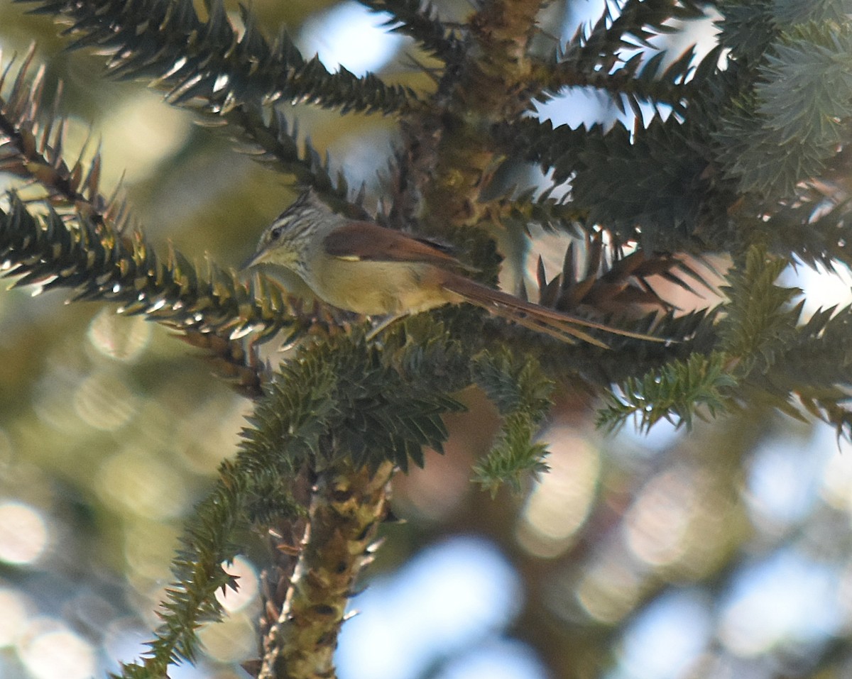 Araucaria Tit-Spinetail - ML643004733