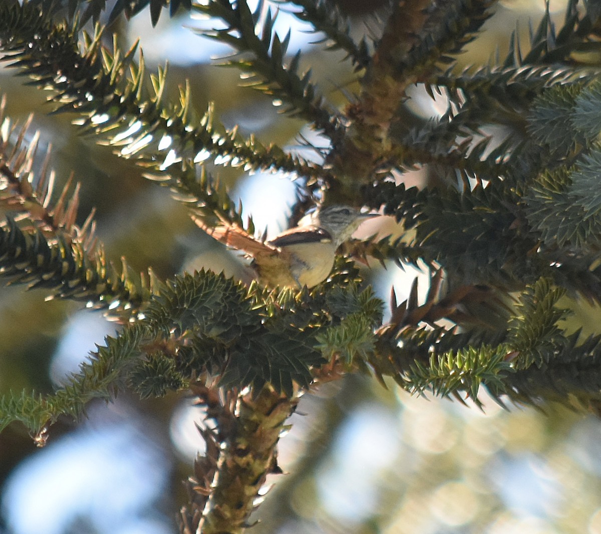 Araucaria Tit-Spinetail - ML643004735