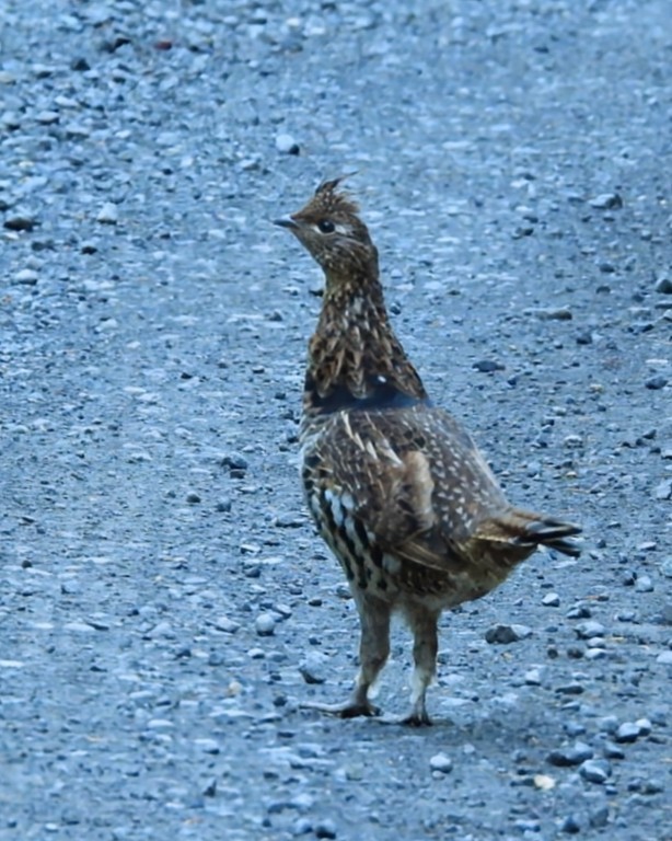 Ruffed Grouse - ML643004755