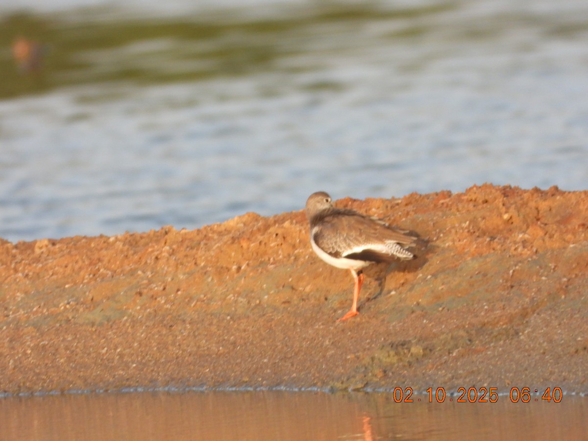 Common Redshank - ML643004765