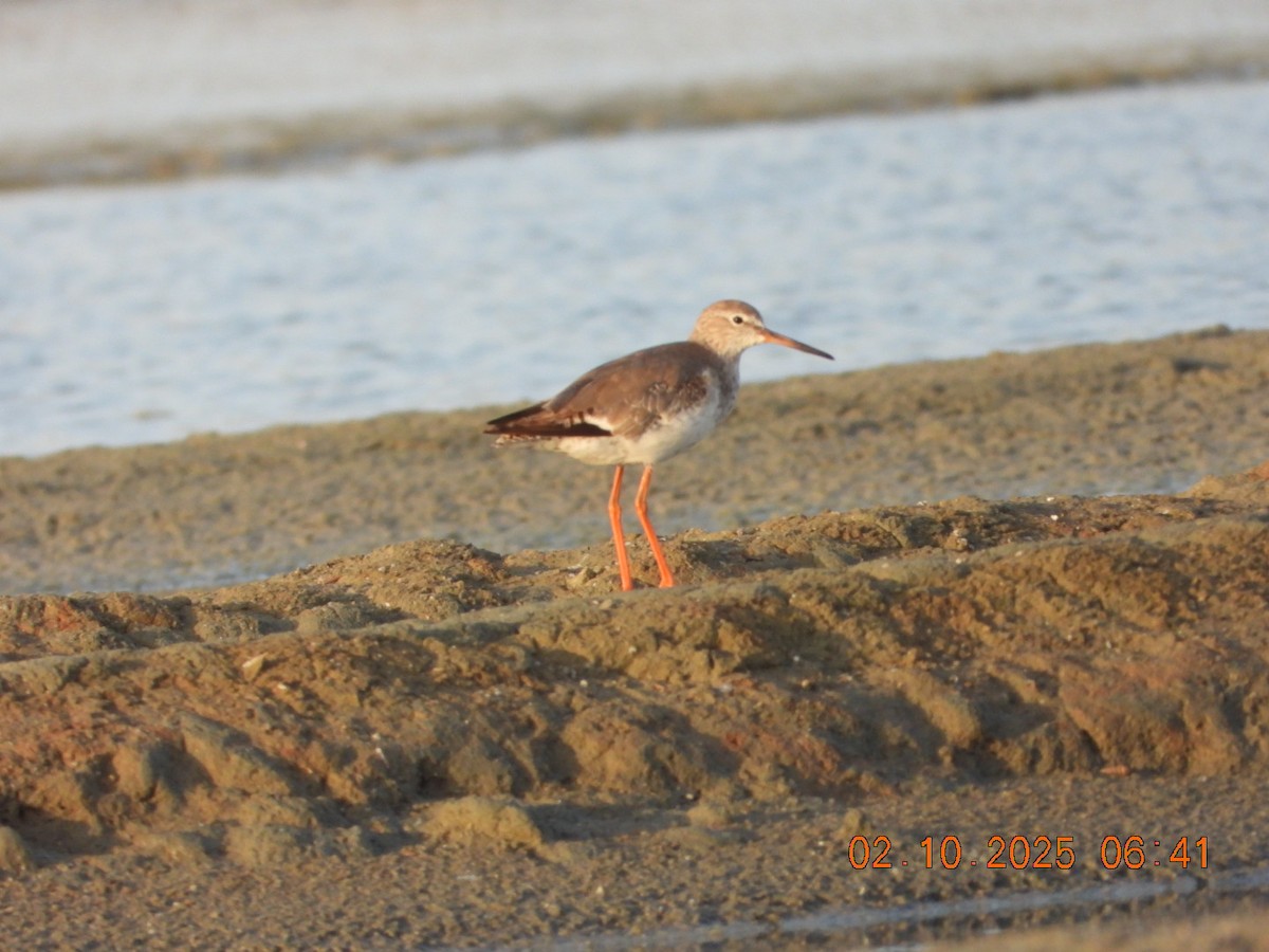 Common Redshank - ML643004766
