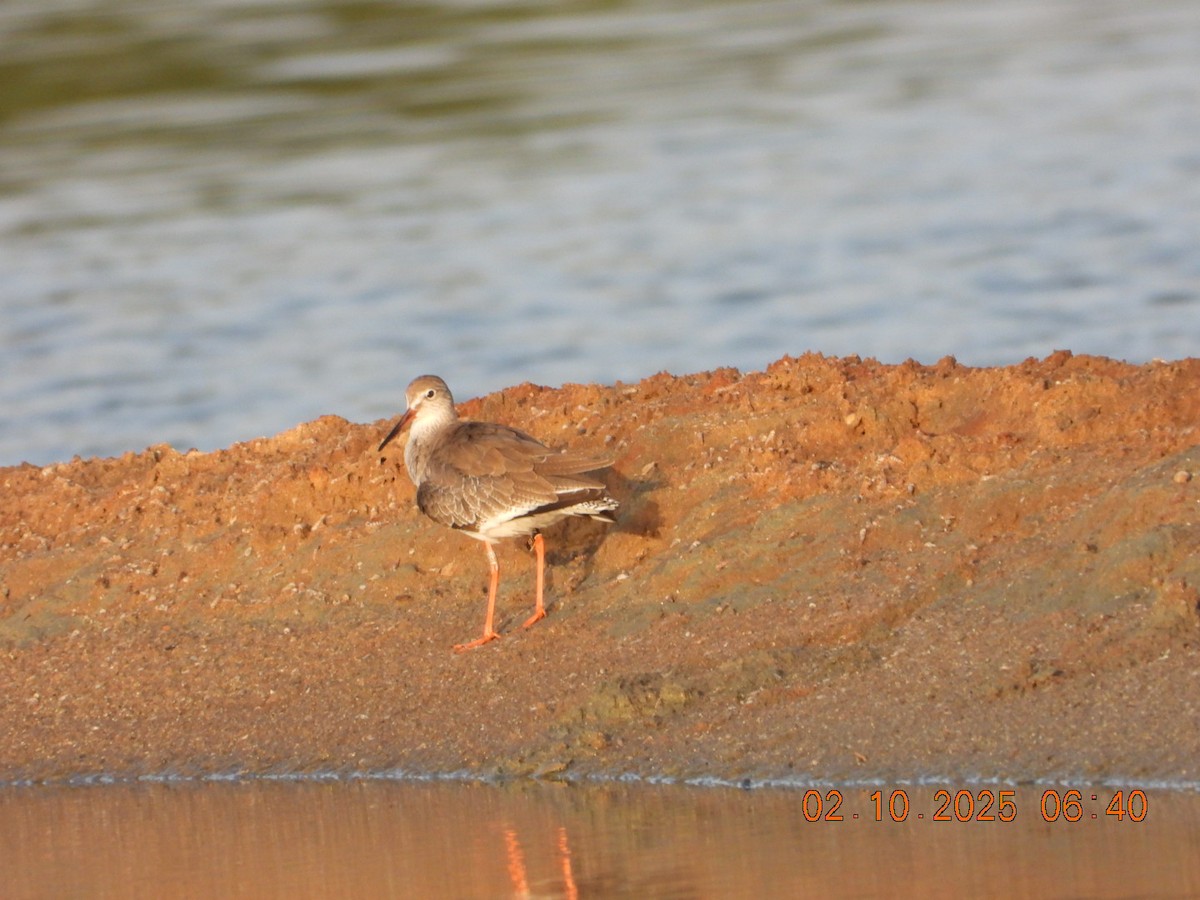 Common Redshank - ML643004767