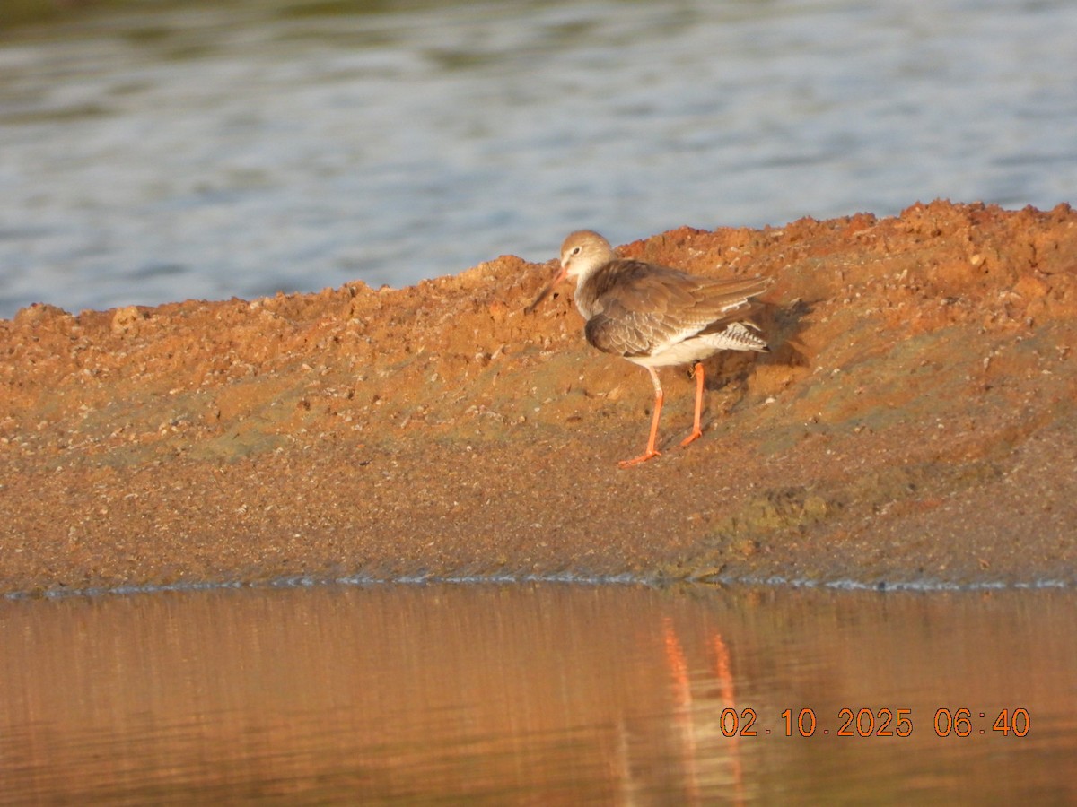 Common Redshank - ML643004768
