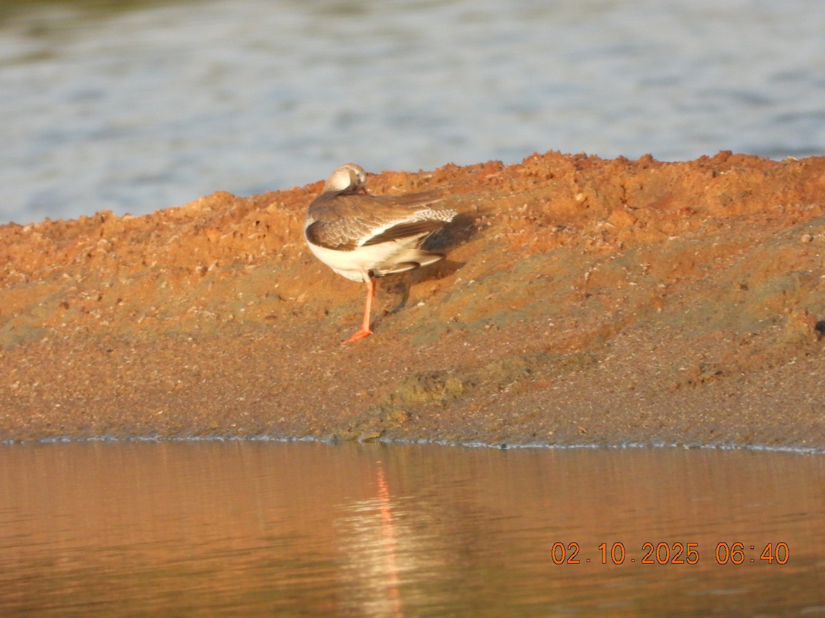 Common Redshank - ML643004769