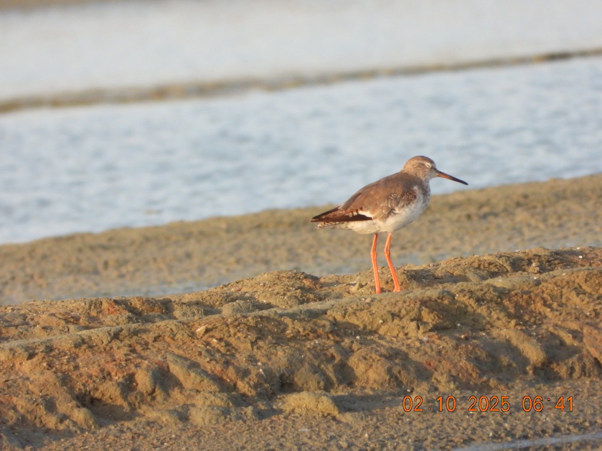 Common Redshank - ML643004770