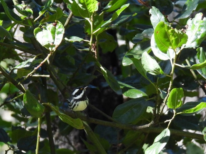 Black-throated Gray Warbler - ML643004789