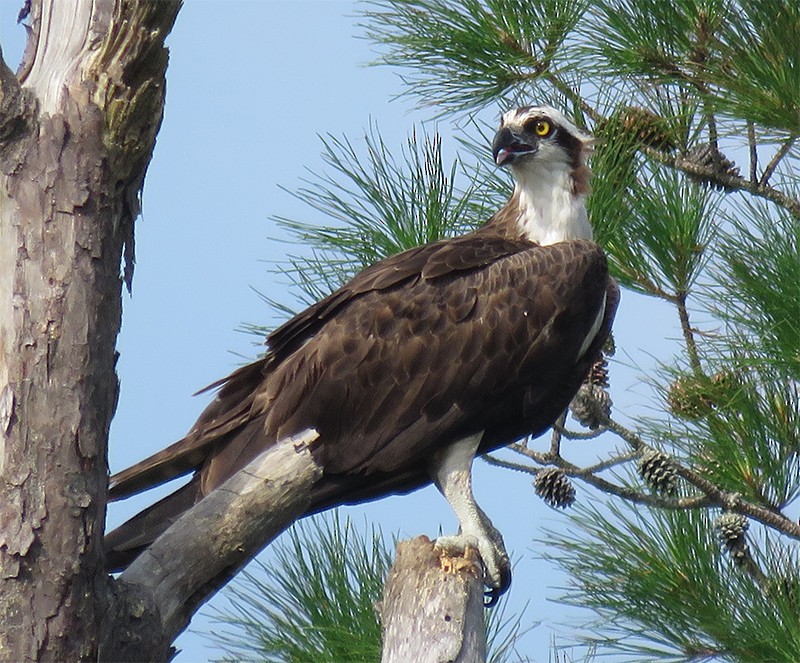 Osprey - Karen Lebing