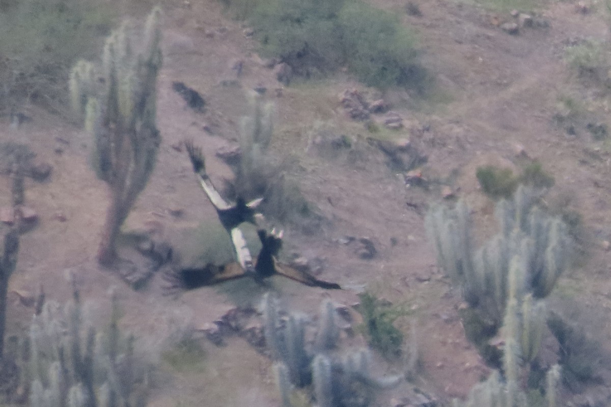 Andean Condor - ML643004827