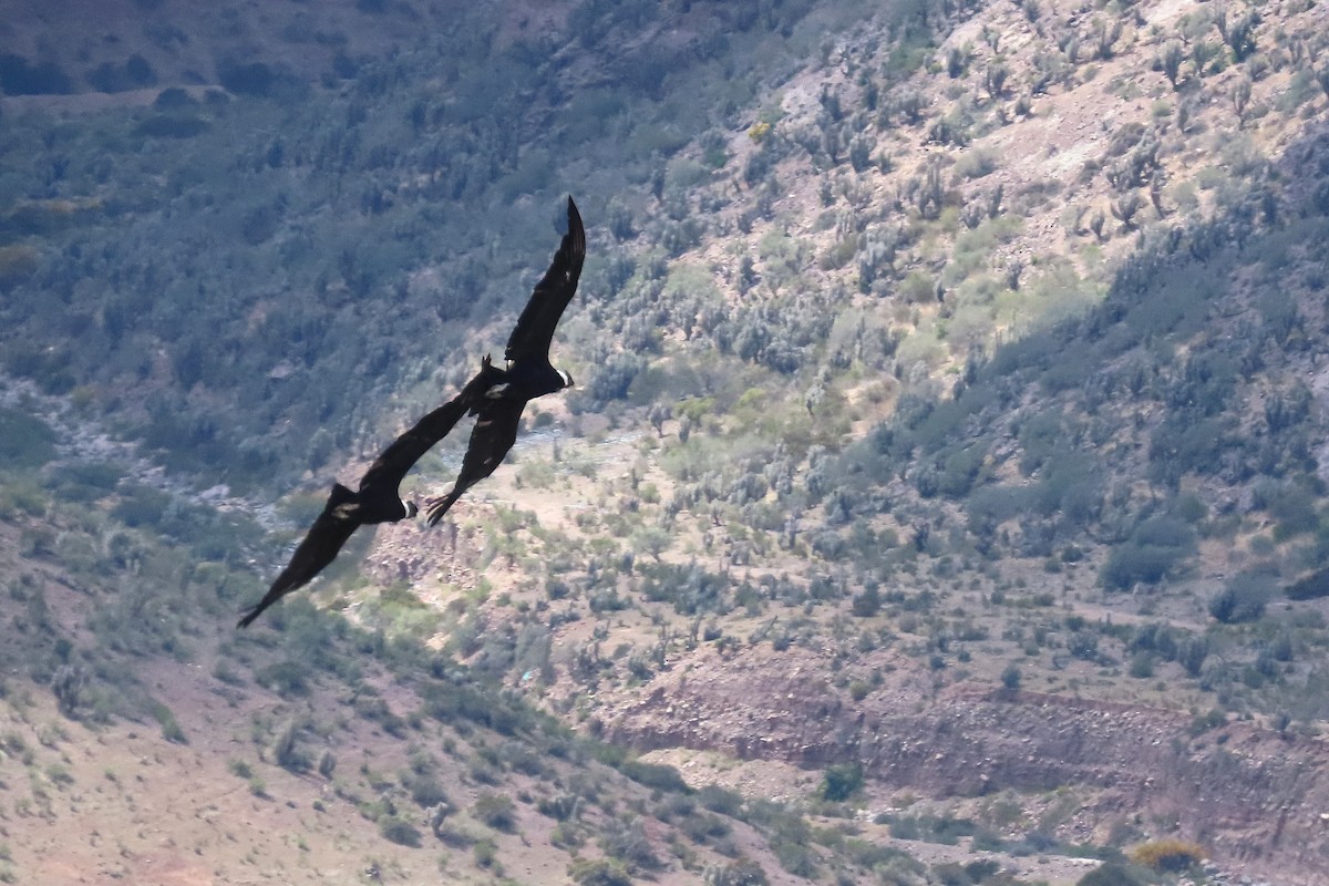 Andean Condor - ML643004829