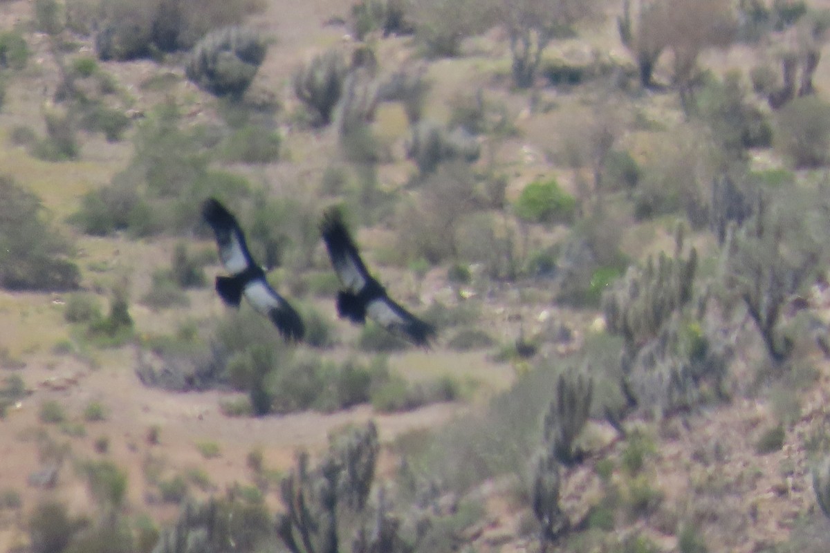 Andean Condor - ML643004830