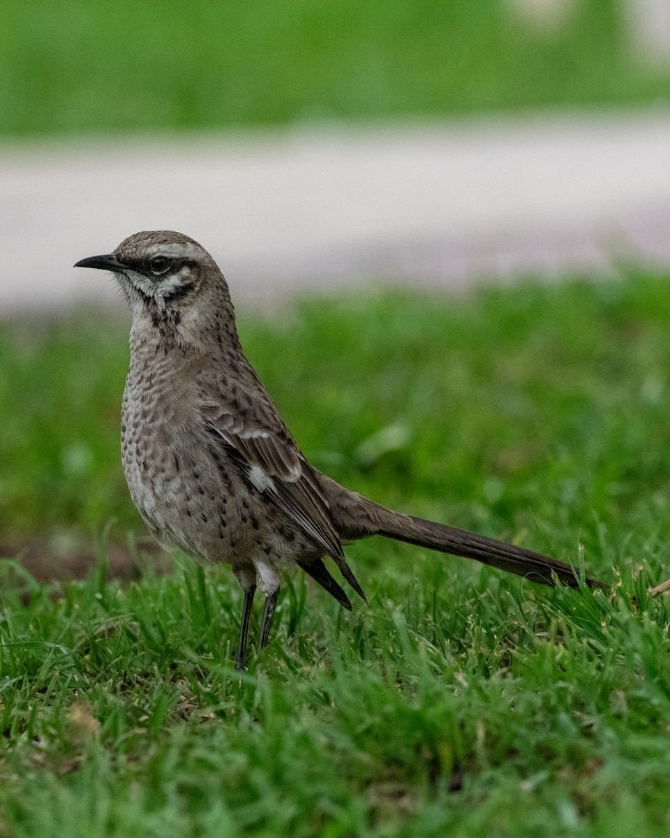 Long-tailed Mockingbird - ML643004831
