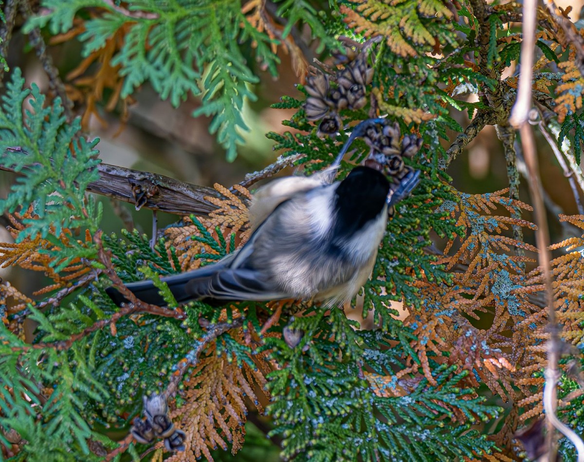 Black-capped Chickadee - ML643004834