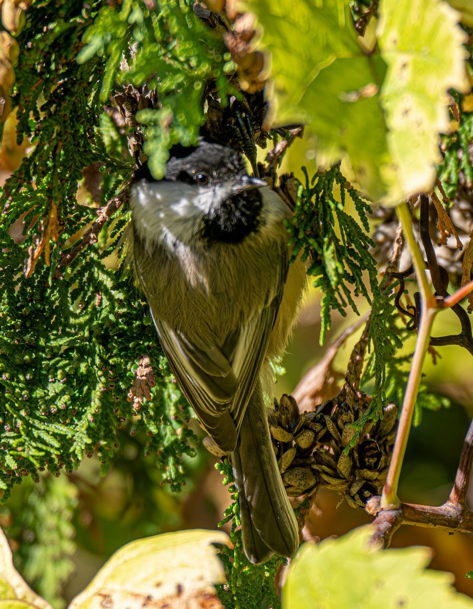 Black-capped Chickadee - ML643004836