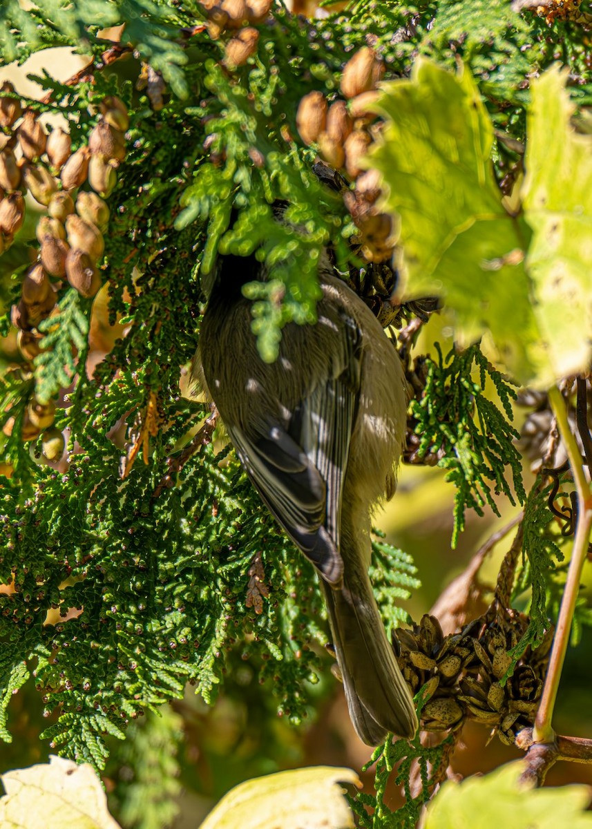 Black-capped Chickadee - ML643004837