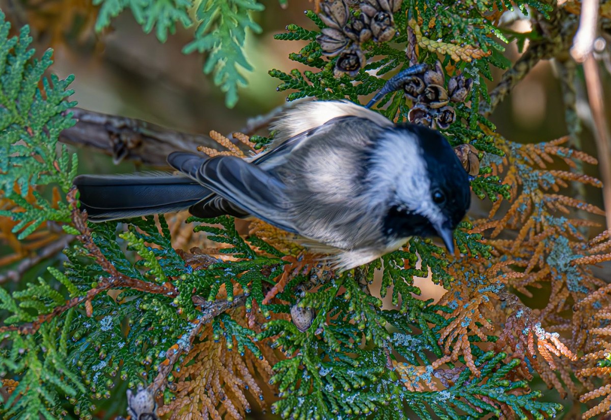 Black-capped Chickadee - ML643004839