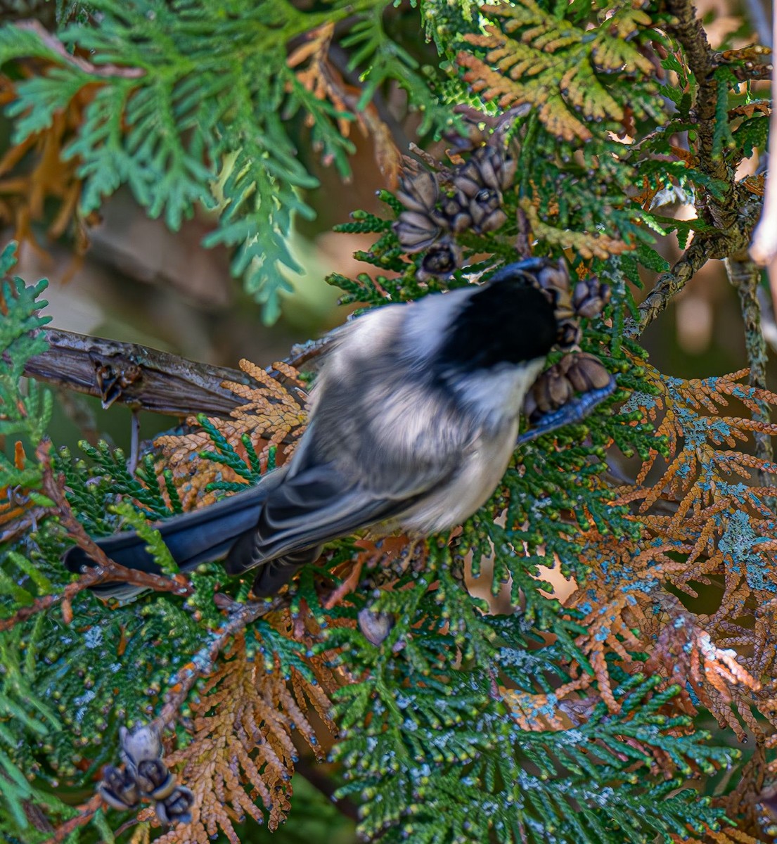Black-capped Chickadee - ML643004840