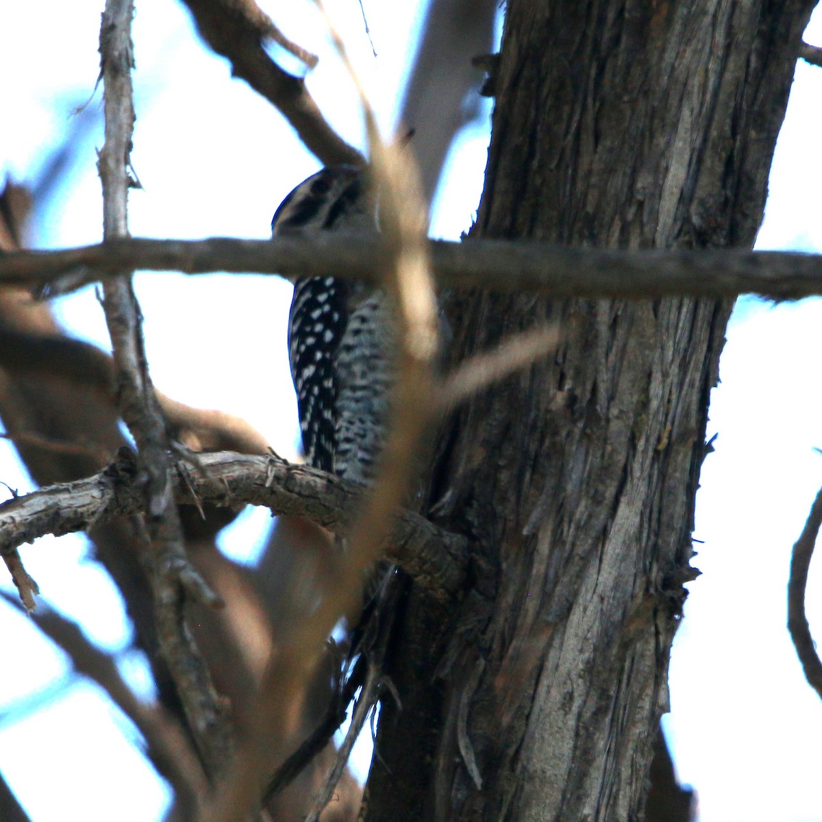 Ladder-backed Woodpecker - ML643004841