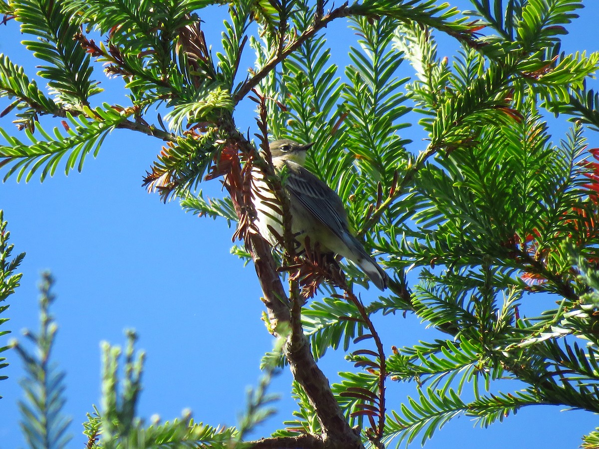 Yellow-rumped Warbler (Audubon's) - ML643004842