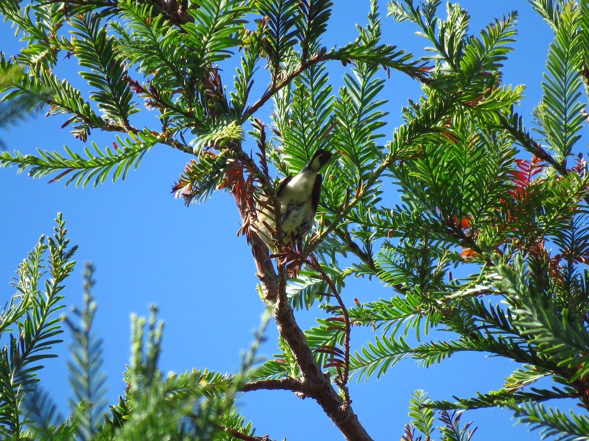 Yellow-rumped Warbler (Audubon's) - ML643004843