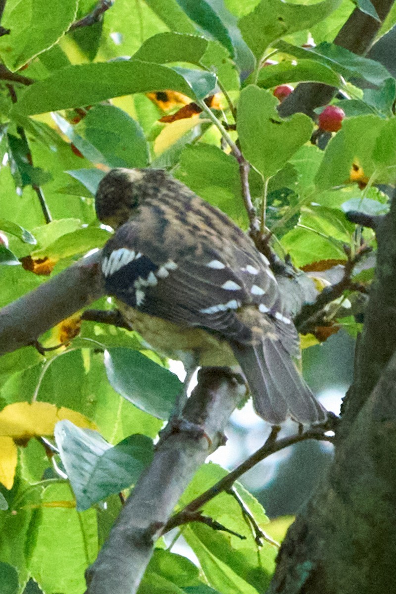 Rose-breasted Grosbeak - ML643004844