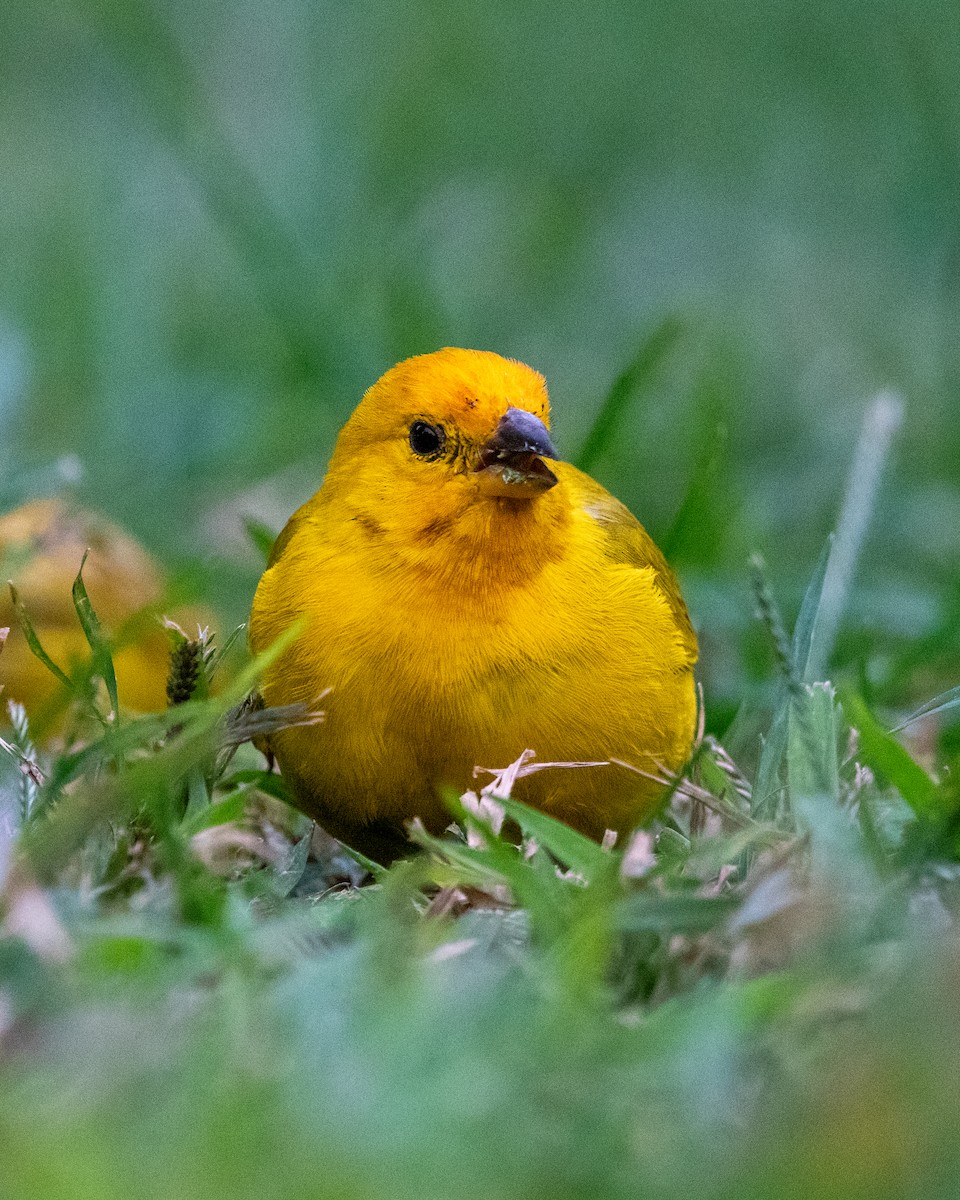 Saffron Finch - ML643004846