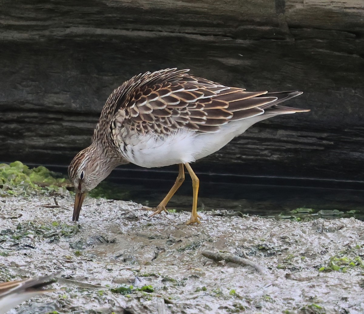 Pectoral Sandpiper - ML643004847