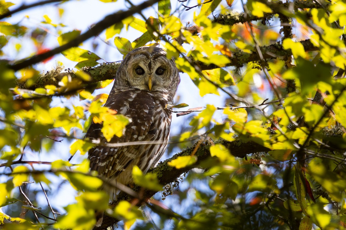 Barred Owl - ML643004848