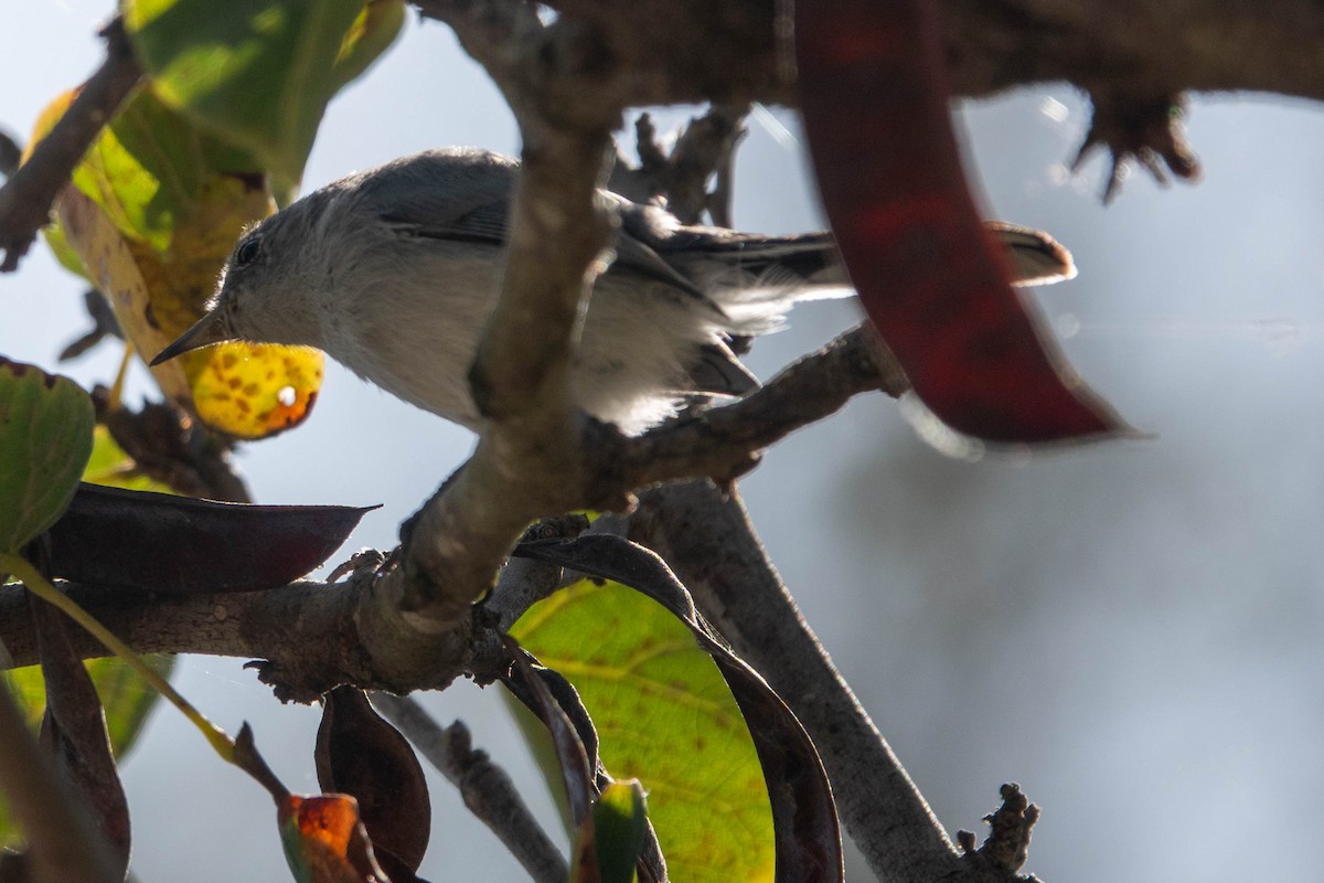 Blue-gray Gnatcatcher - ML643004849