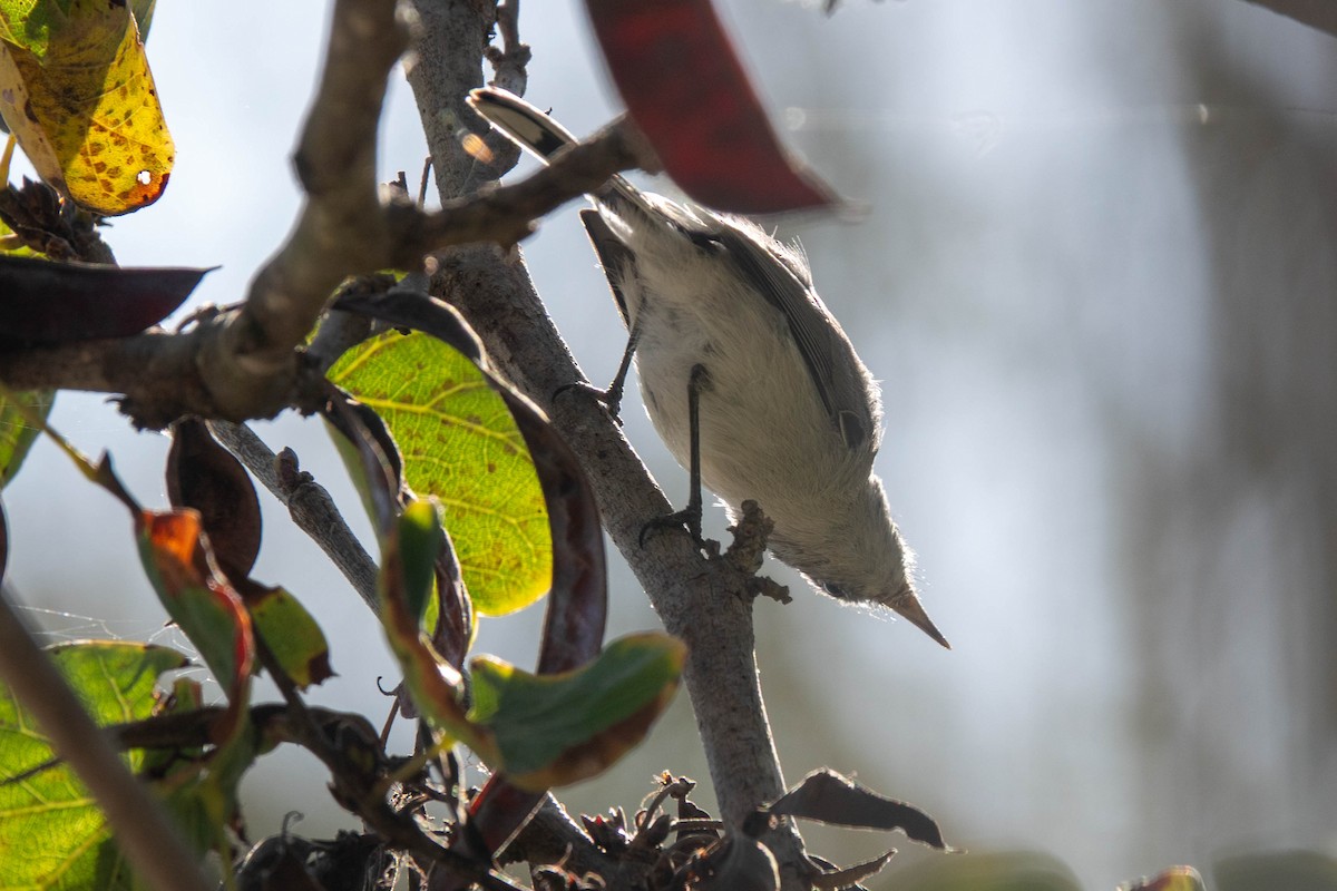 Blue-gray Gnatcatcher - ML643004850