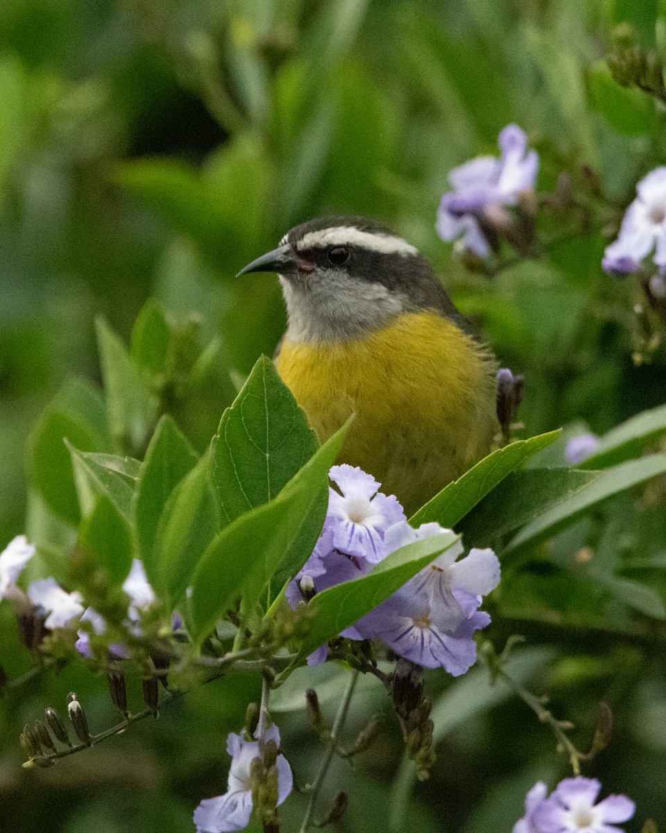 Bananaquit - ML643004851