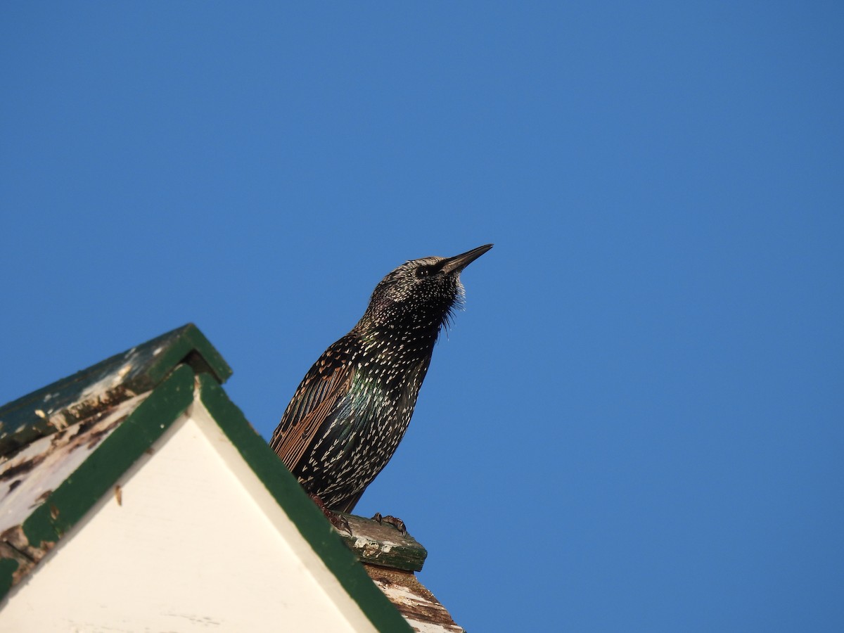 European Starling - ML643004852
