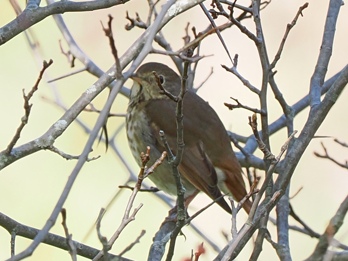 Hermit Thrush - ML643004853