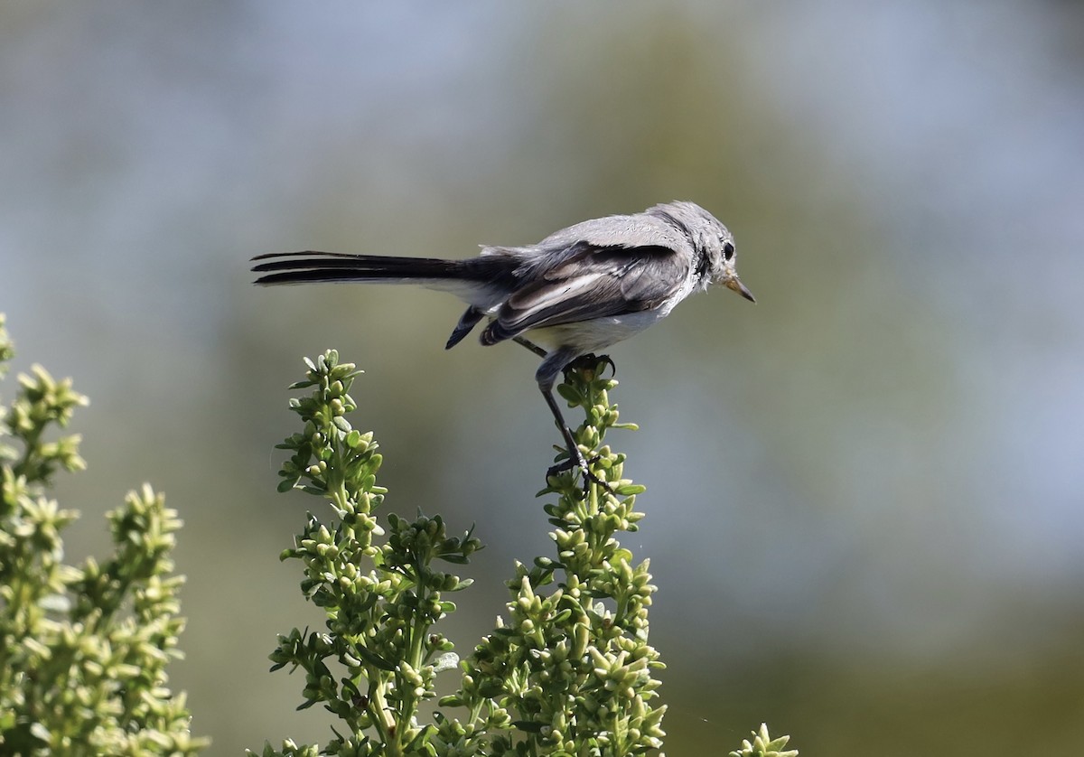 Blue-gray Gnatcatcher - ML643004855