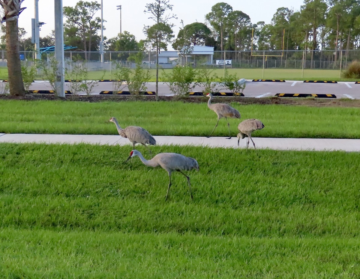 Sandhill Crane - ML643004856