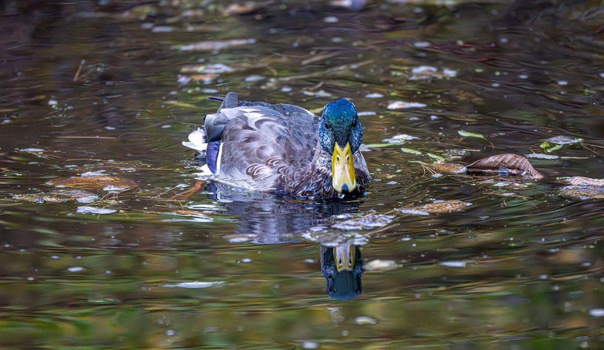 Mallard - ML643004857