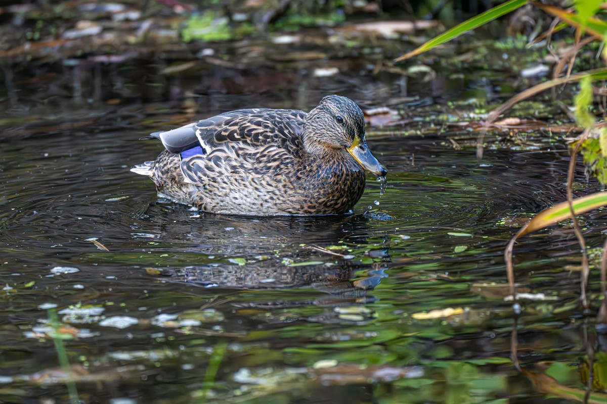 Mallard - ML643004858