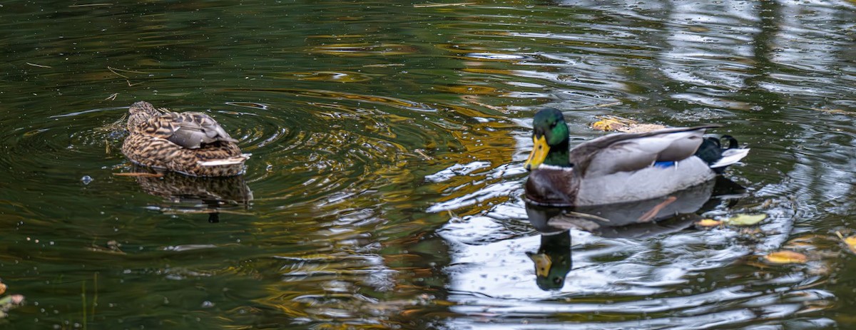 Mallard - ML643004859